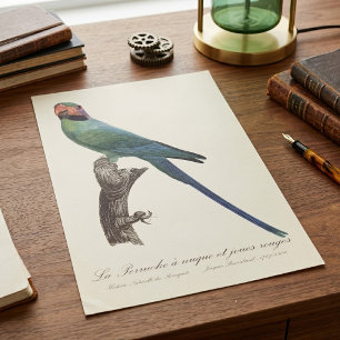 Póster Perico Colilargo, Psittacula Longicauda