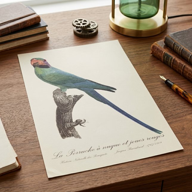 Póster Perico Colilargo, Psittacula Longicauda (Long-Tailed Parakeet, Psittacula Longicauda. Poster)