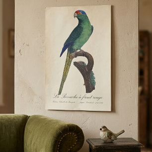 Póster Perico Frentianaranjado, Eupsittula Canicularis
