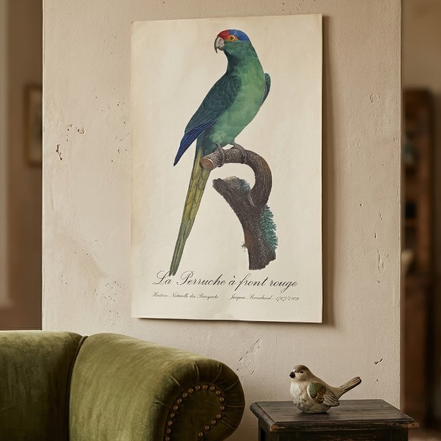 Póster Perico Frentianaranjado, Eupsittula Canicularis (Orange-Fronted Parakeet, Eupsittula Canicularis. Poster )