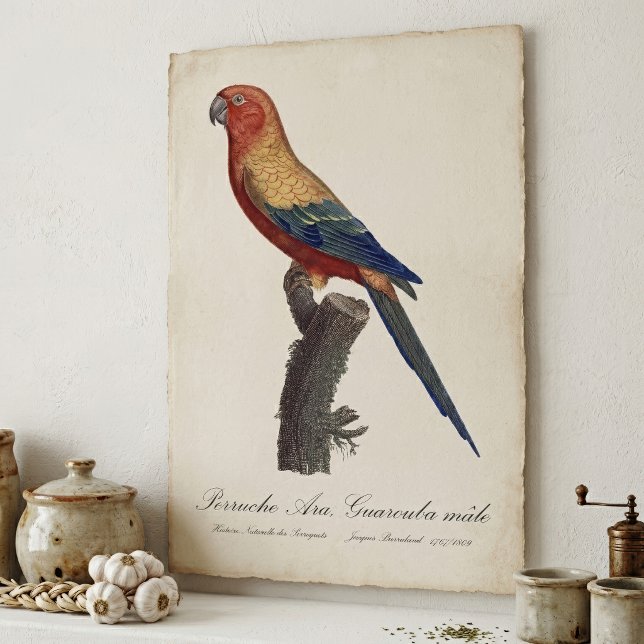 Póster Perico Sol, Aratinga Solstitialis (Sun Parakeet Male, Aratinga Solstitialis. Poster)