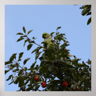 Póster Perico Verde