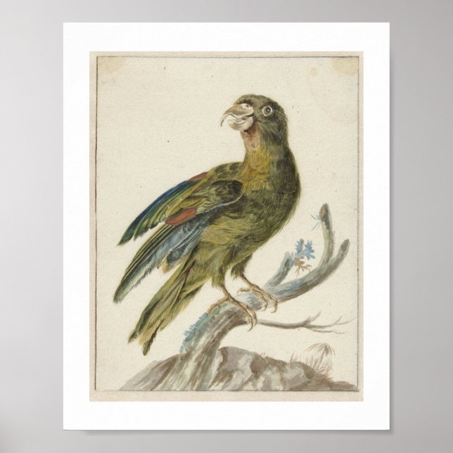 Póster Periquito (1670 - 1719) por Jan Weenix  (Frente)