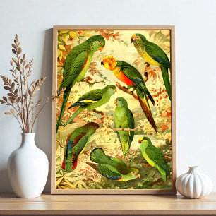 Póster Periquitos