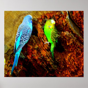 Póster Periquitos (Melopsittacus undulatus)