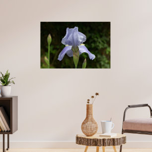 Póster Periwinkle Iris con jardín de lluvias