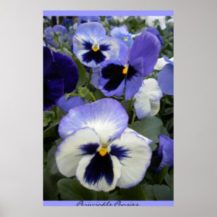 Póster Periwinkle Pansies Poster