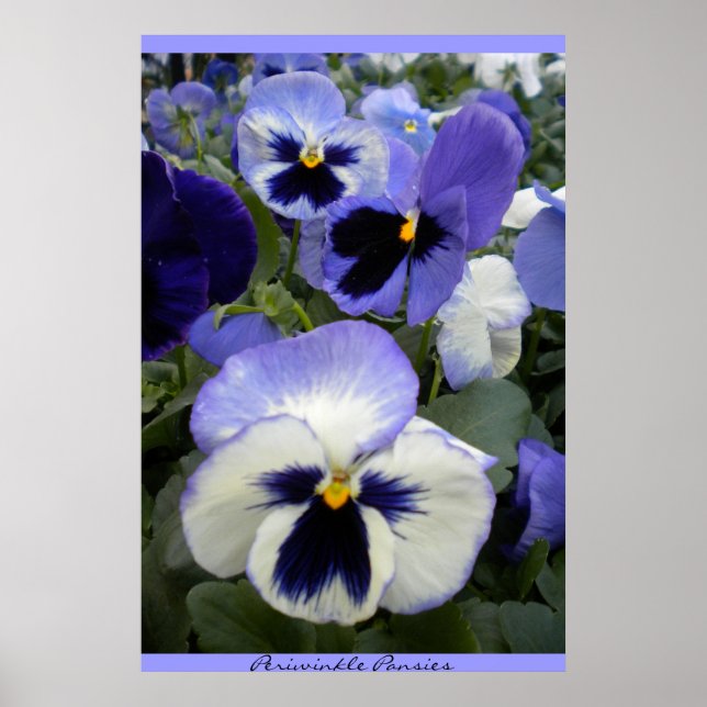 Póster Periwinkle Pansies Poster (Frente)