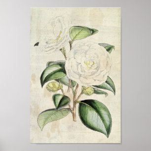 Póster Perla Botánica Vintage Camellia