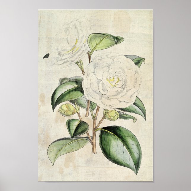 Póster Perla Botánica Vintage Camellia (Frente)