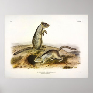 Póster Permófilo de Douglass (ardilla terrestre) - Audubo
