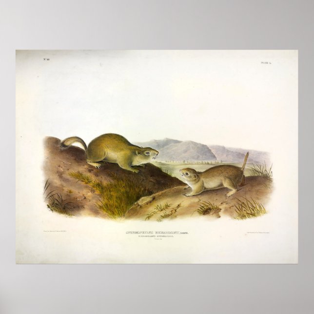 Póster Permófilo de Richardson, ardilla terrestre, Audubo (Frente)