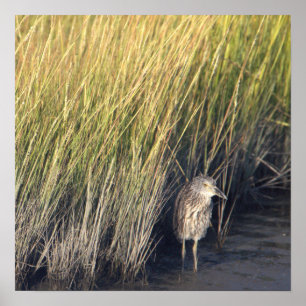 Póster Perón en el Poster de hierba