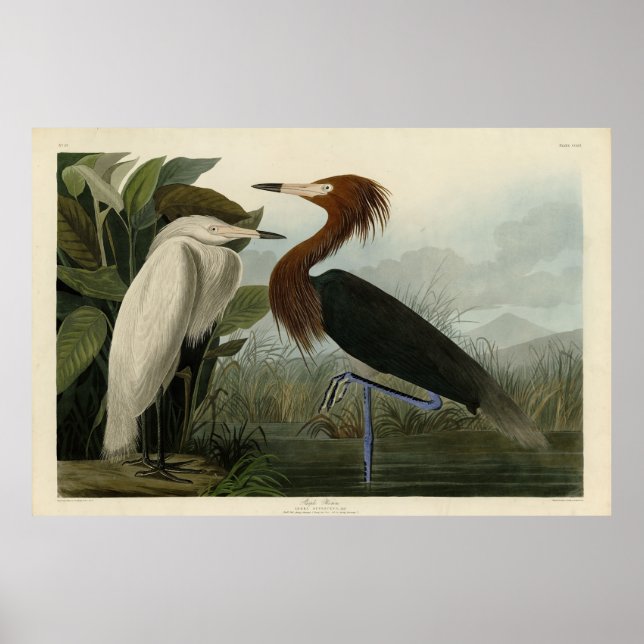 Póster Perón morado - de los pájaros de Estados Unidos de (Frente)