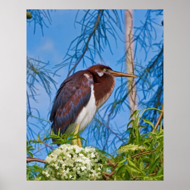 Póster Perón tricolado en un árbol (Frente)
