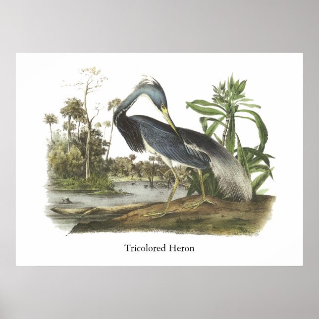 Póster Perón tricolado, John Audubon (Frente)