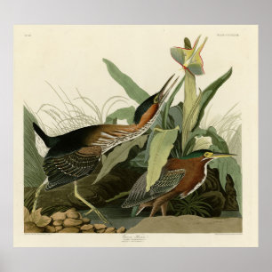 Póster Perón verde, los pájaros de América de John James