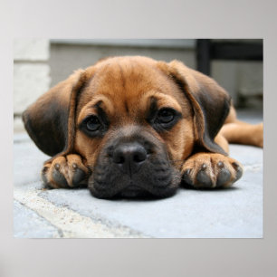 Póster perrito
