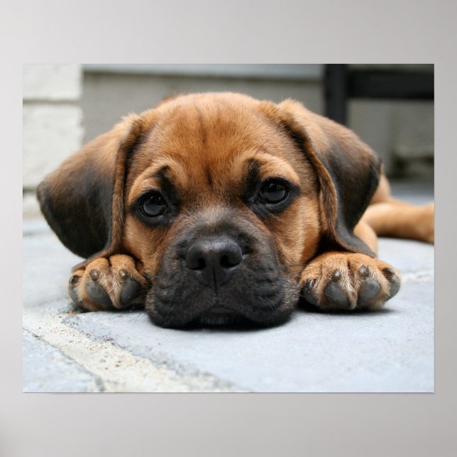Póster perrito (Frente)