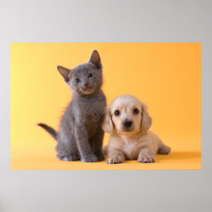 Póster Perrito azul ruso del gatito y del Dachshund