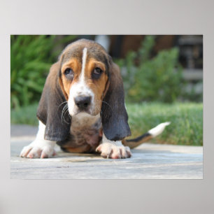 Póster Perrito de Basset Hound