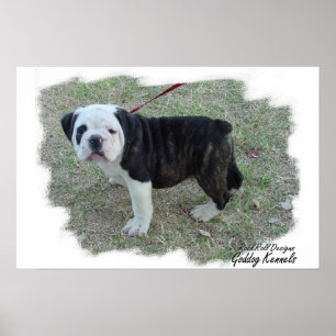 Póster Perrito de Bulldogge del inglés de Olde