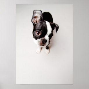 Póster Perrito de Edison Boston Terrier