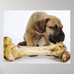 Póster Perrito de great dane con el hueso en estudio