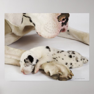 Póster Perrito de great dane del Harlequin que duerme en