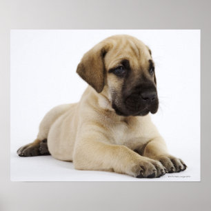 Póster Perrito de great dane que miente en estudio