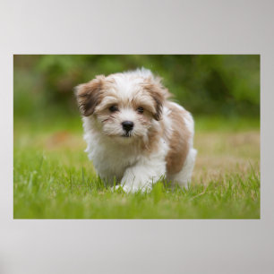 Póster Perrito de Havanese