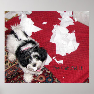 Póster Perrito de Havanese