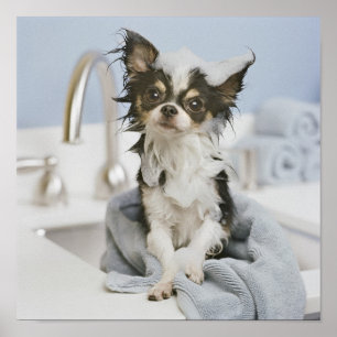 Póster Perrito de la chihuahua envuelto en una toalla