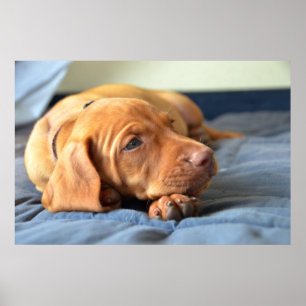 Póster Perrito de Vizsla que descansa sobre su pata