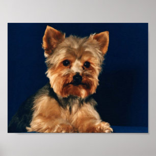 Póster Perrito de Yorkshire Terrier