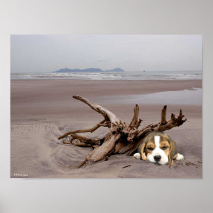 Póster Perrito del beagle en el poster de la playa
