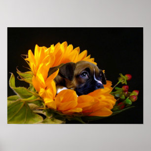 Póster Perrito del boxeador en poster del girasol