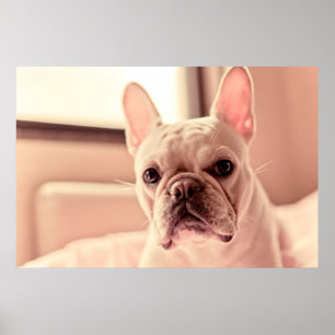 Póster Perrito del bulldog francés