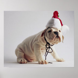 Póster Perrito del bulldog que lleva el gorra de Santa