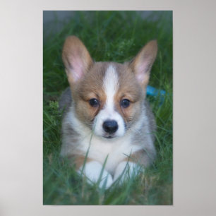Póster Perrito del Corgi