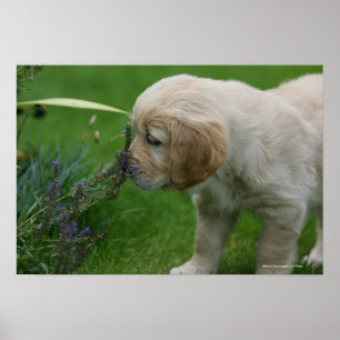 Póster Perrito del golden retriever