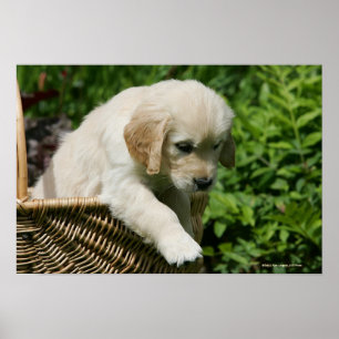 Póster Perrito del golden retriever en cesta