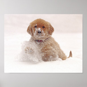Póster Perrito del golden retriever en nieve