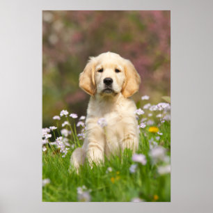 Póster Perrito del golden retriever un Goldie lindo