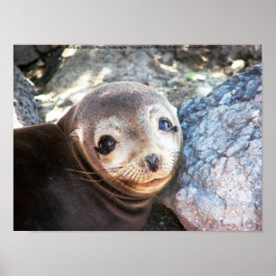 Póster Perrito del león marino, plazas de Isla Las, las