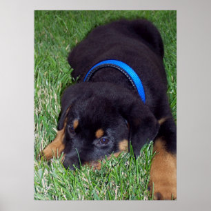 Póster perrito del rottweiler