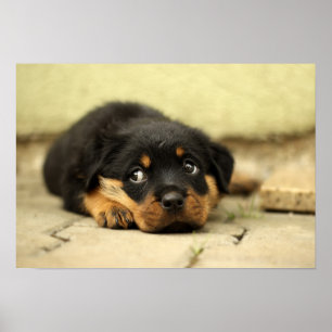 Póster Perrito del rottweiler del perrito