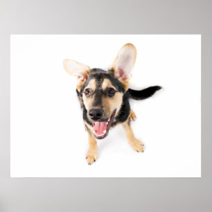 Póster Perrito divertida