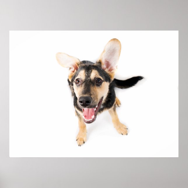 Póster Perrito divertida (Frente)