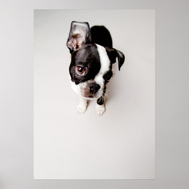 Póster Perrito Edison Boston Terrier. (Frente)